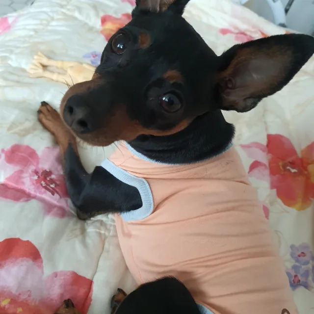 보리