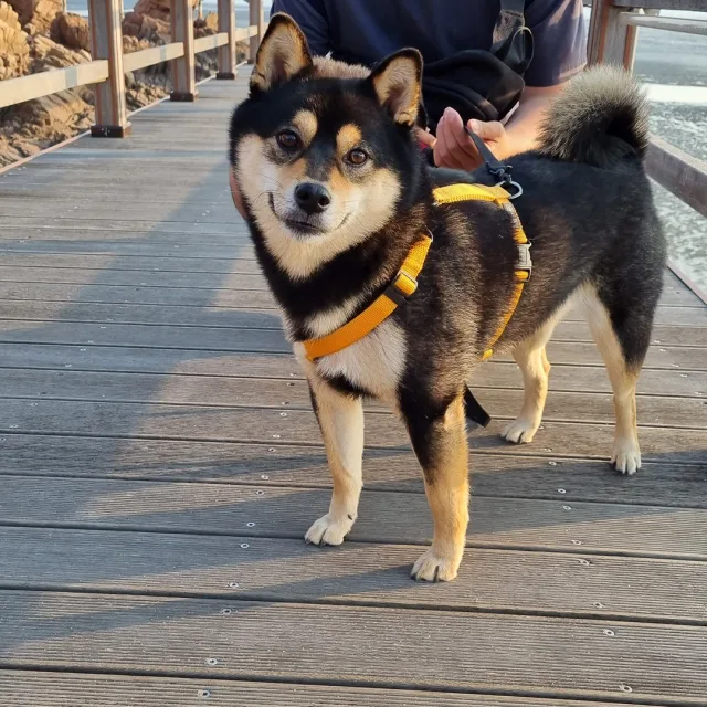 간짜장
