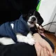 복실이