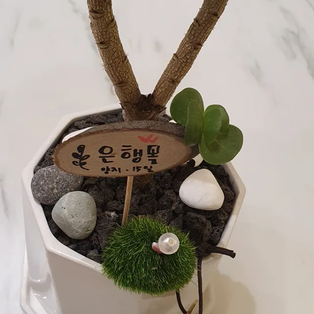 보라공주