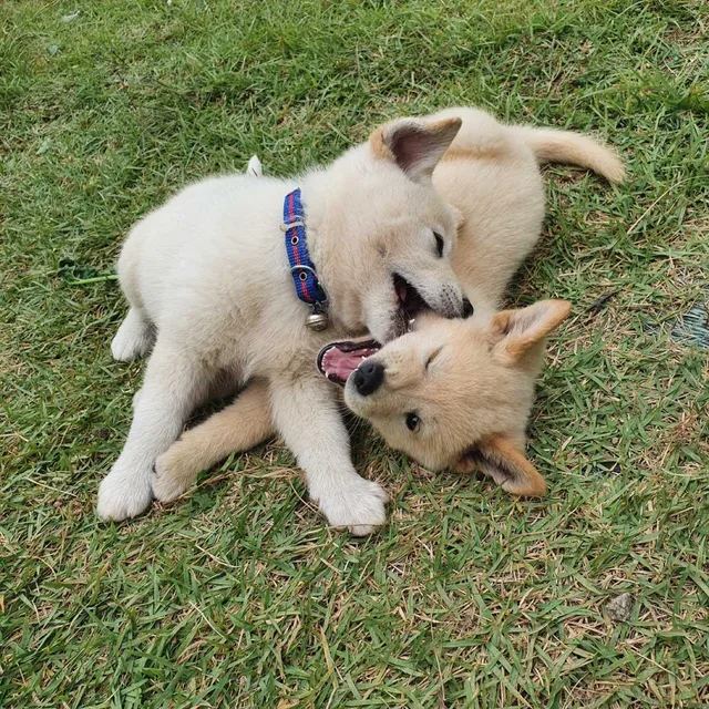 쥬디