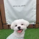 겨울제비