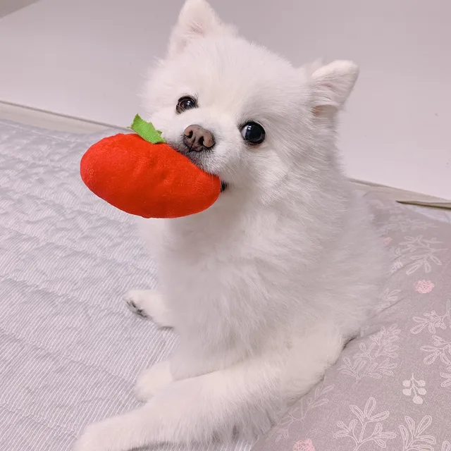 흰동이