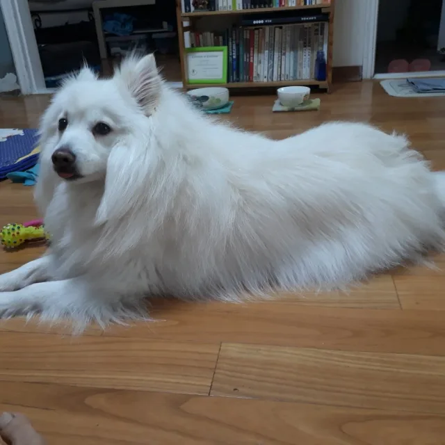 페티