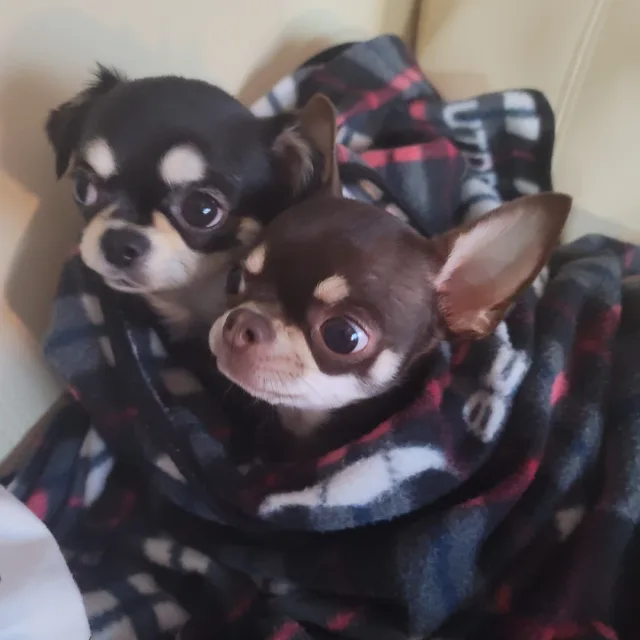 소금이설탕이