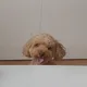 멍머