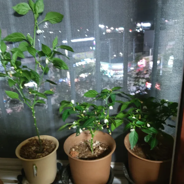 황금누러이
