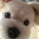 김코코