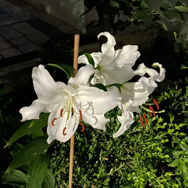 파르페