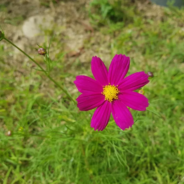 무명8