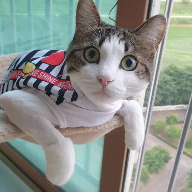 콩집사