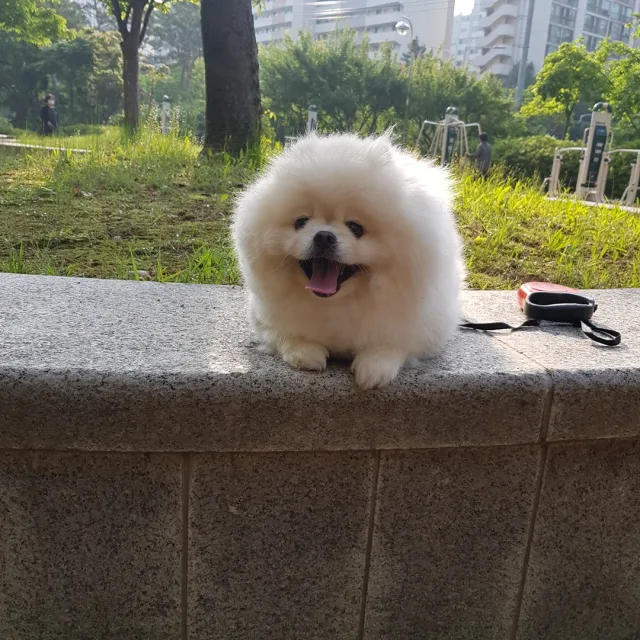 미키언니