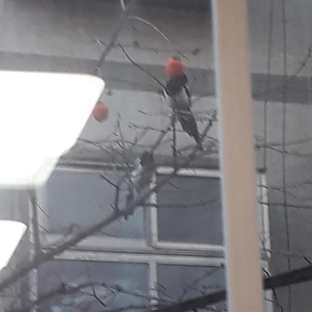 예빈