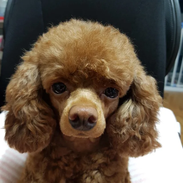 별이달이곰이