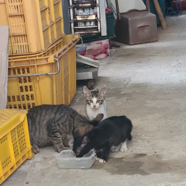 아로밍