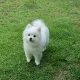 또스티