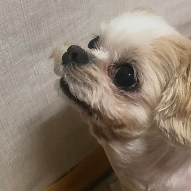 콩콩콩