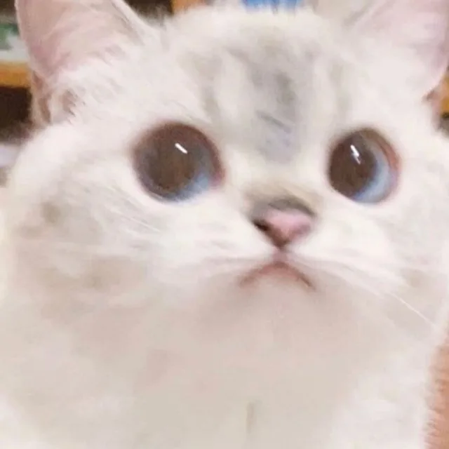 궁댕이팡팡