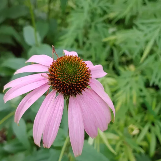 캔디
