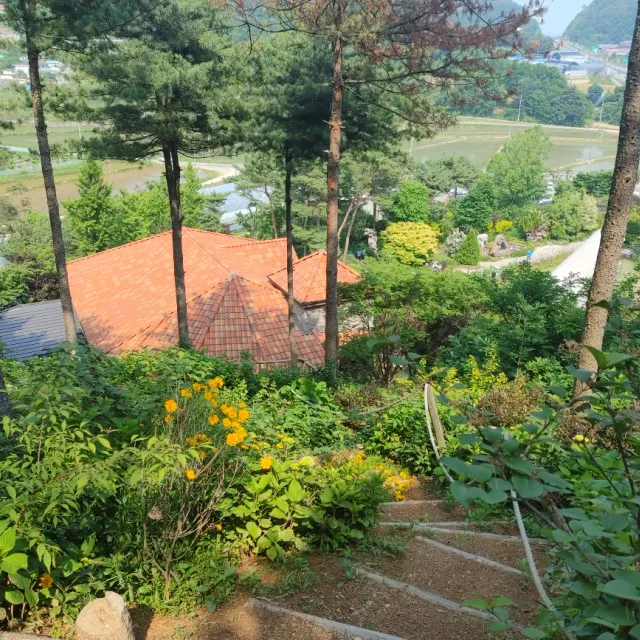 쪼니