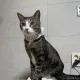 깡아