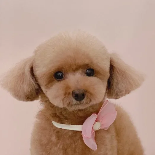 레서판다