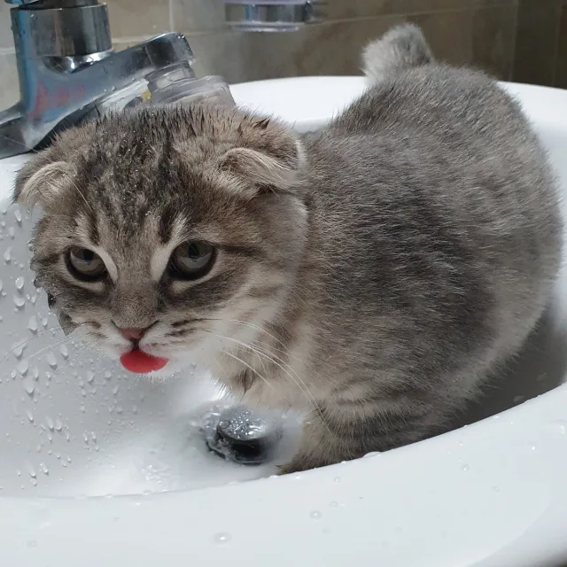 초파
