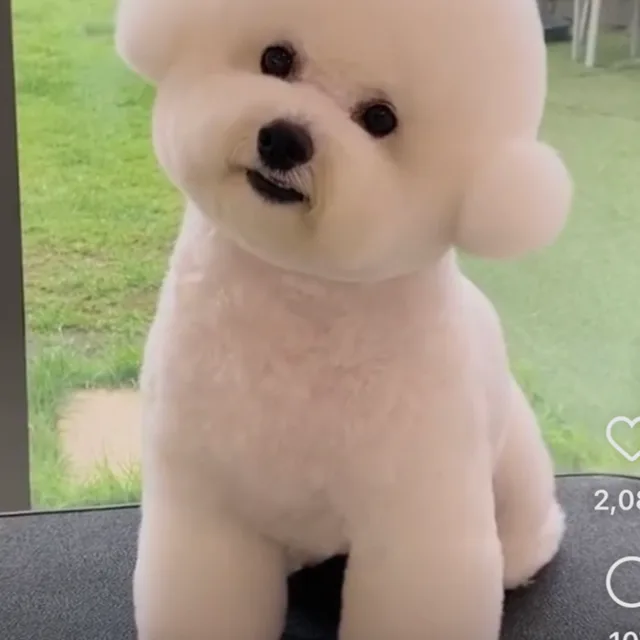 까미까미