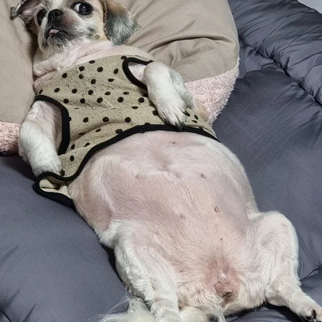 땡땡이