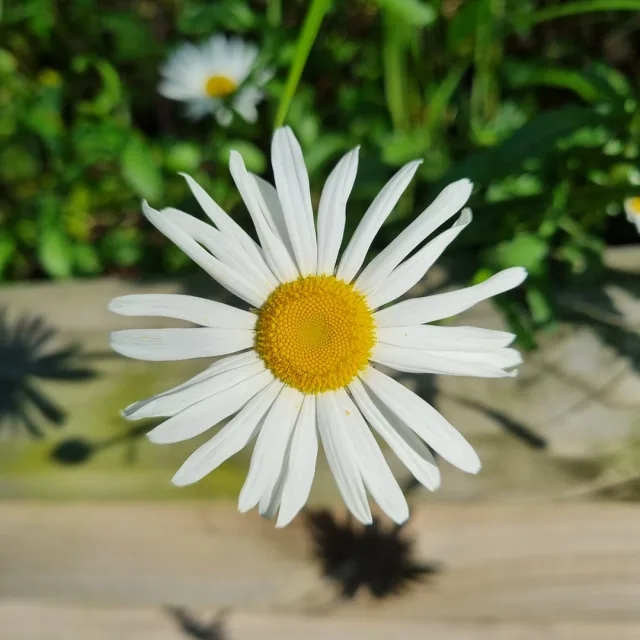 사또
