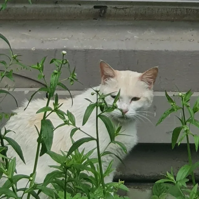 얌쵸비