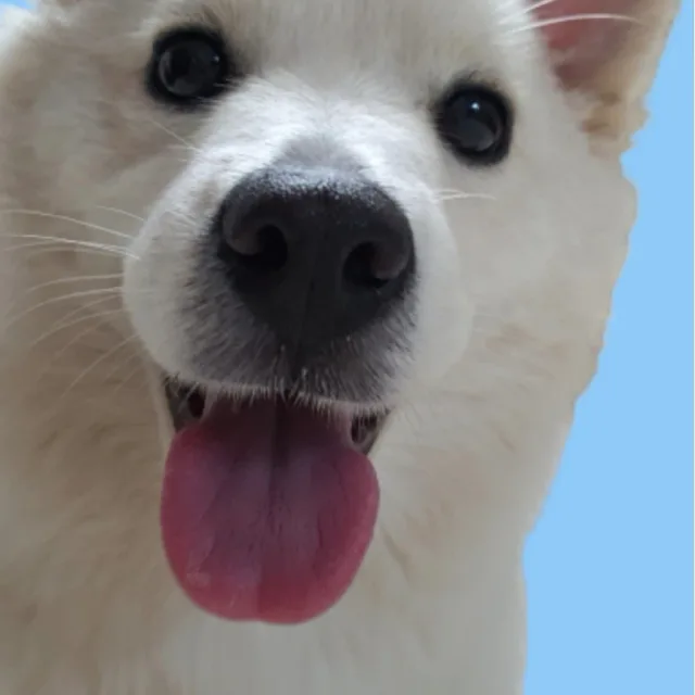 찿차