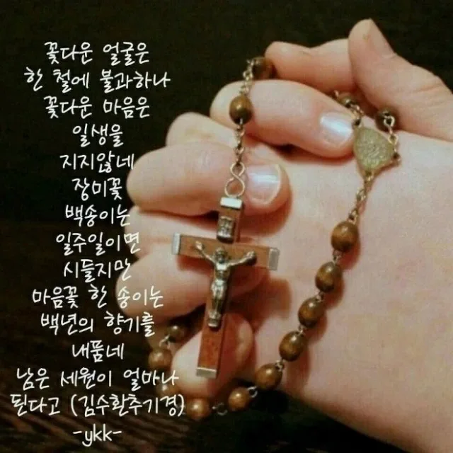 코스모스