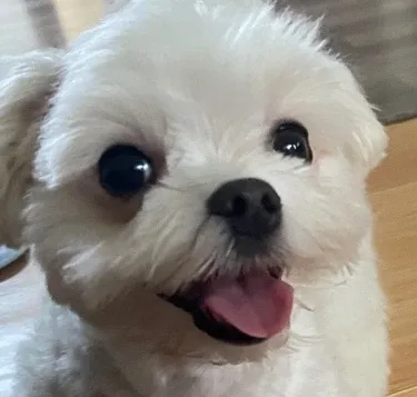 doodoo