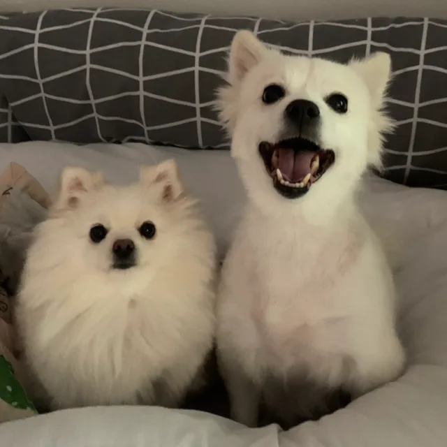 한미양