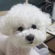 닐이네