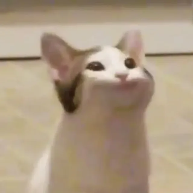 팝팝팝팝