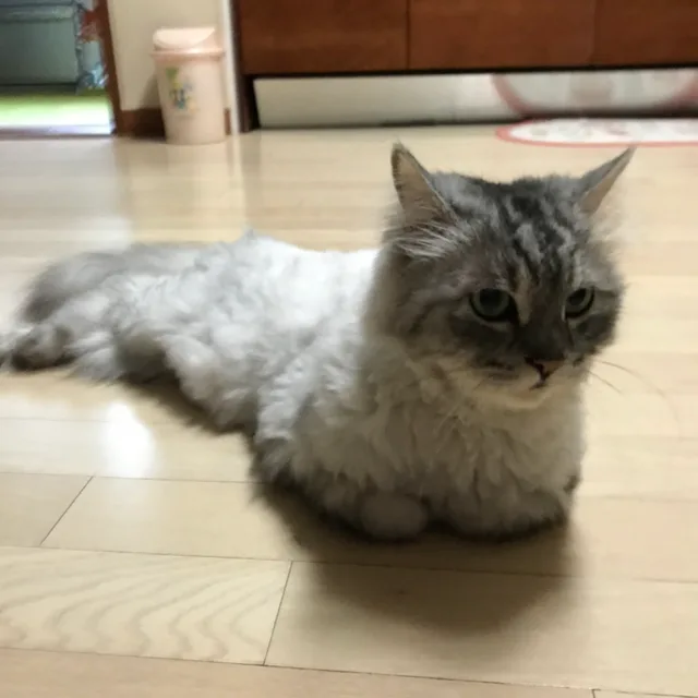 이노루