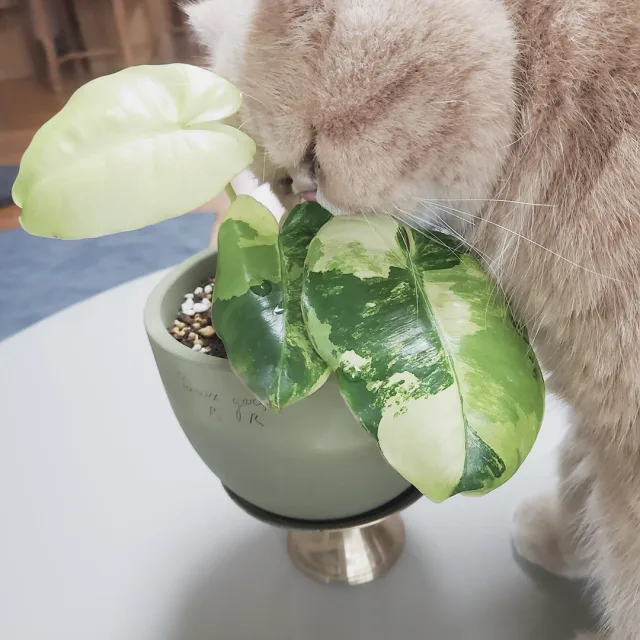 꽃을사랑하는냥이
