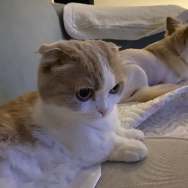 무무야