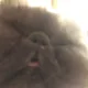 냥잉