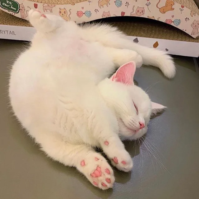 마마스파니니