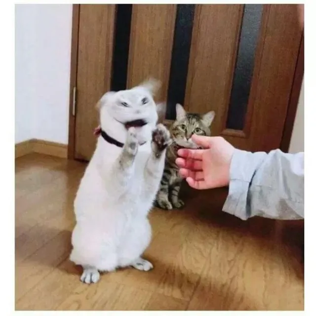 앱등앱긍이