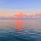개구리밥