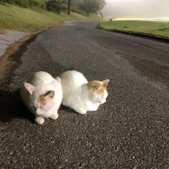 가나요