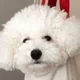 polarbear