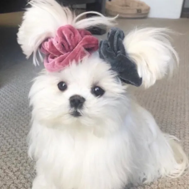 쿼카