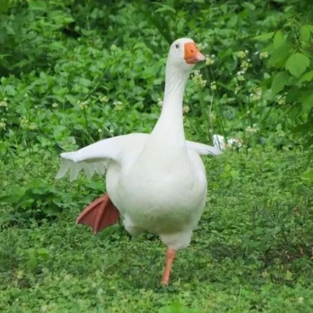 오리