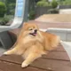 마린뿅망치