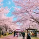 쭈요미